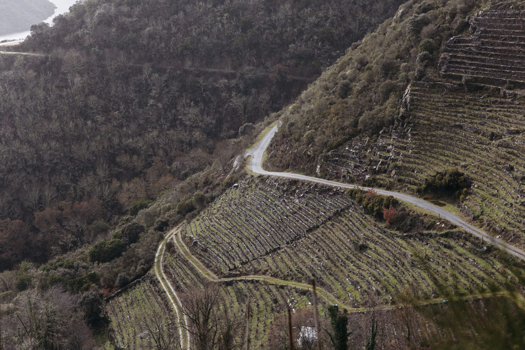 Estrada entre viñedos en socalcos